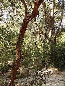 Eucalyptus macrandra Eucalyptus macrandra Wikipedia