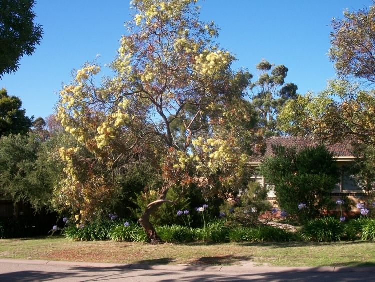 Eucalyptus macrandra Eucalyptus macrandra Longflowered Marlock Gardening With Angus