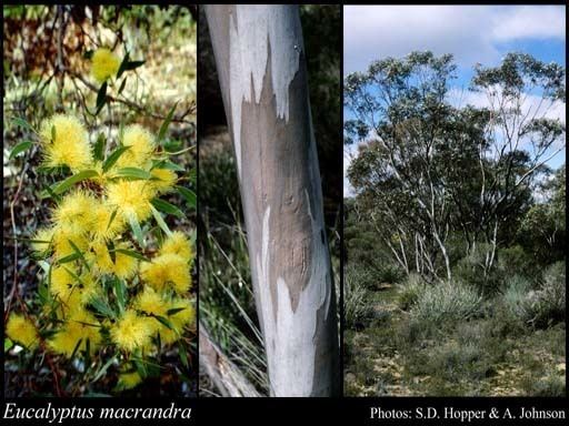 Eucalyptus macrandra httpsflorabasedpawwagovausciencetimage57