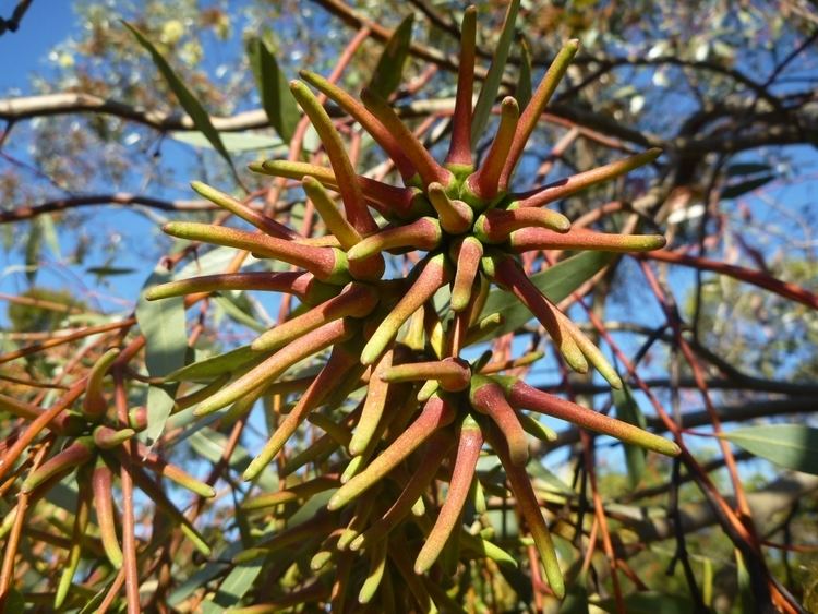 Eucalyptus macrandra Eucalyptus macrandra Longflowered Marlock Gardening With Angus