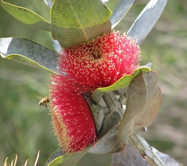 Eucalyptus macrocarpa httpsuploadwikimediaorgwikipediacommons11