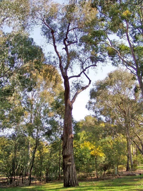 Eucalyptus macrorhyncha Eucalyptus macrorhyncha Provincial Plants and Landscapes