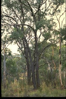 Eucalyptus macrorhyncha Eucalyptus macrorhyncha OE29M1430330812jpg
