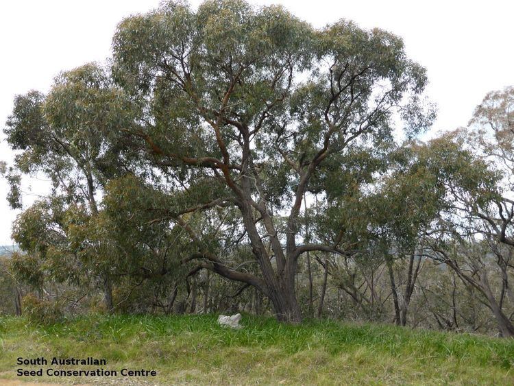Eucalyptus macrorhyncha saseedbankcomauuploads201508BULK01Eucalyptu