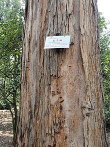 Eucalyptus maidenii httpsuploadwikimediaorgwikipediacommonsthu