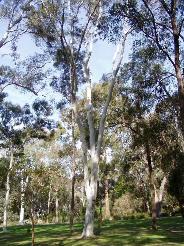 Eucalyptus mannifera Eucalyptus mannifera Provincial Plants and Landscapes