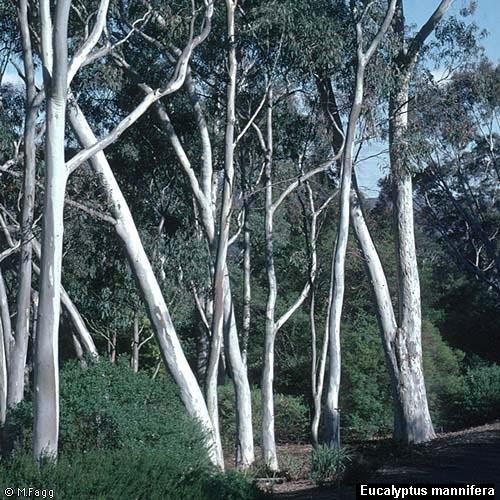 Eucalyptus mannifera Eucalyptus mannifera Growing Native Plants