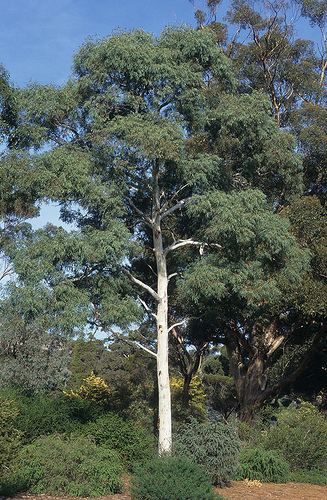 Eucalyptus mannifera wwwwhitehorsevicgovauIgnitionSuiteuploadsim