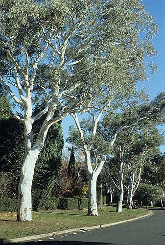 Eucalyptus mannifera Eucalyptus mannifera var Photographer Ivan Holliday Flickr