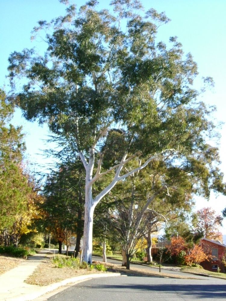 Eucalyptus mannifera Arbornet Quality Advanced Trees