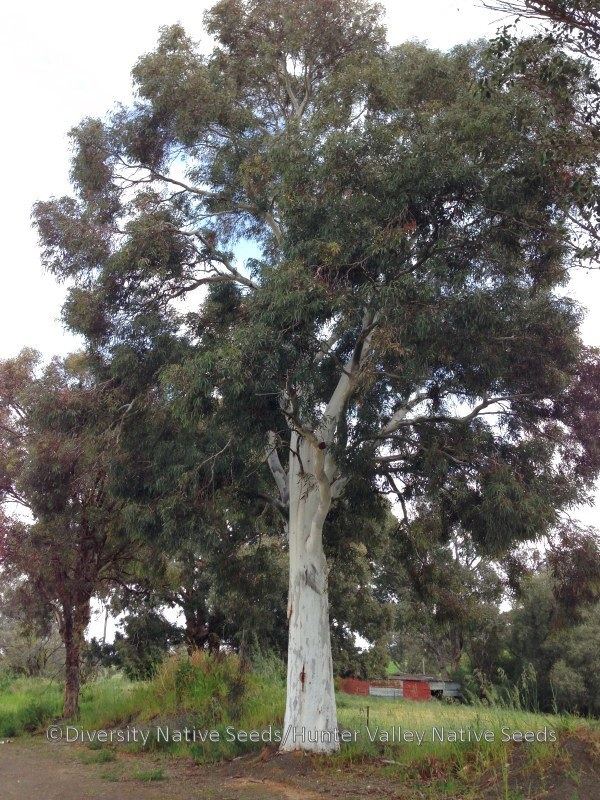 Eucalyptus mannifera Eucalyptus mannifera brittle gum Diversity Native Seeds