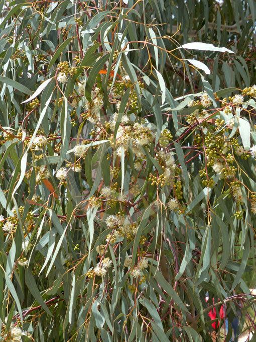 Eucalyptus mannifera Eucalyptus mannifera mannifera Brittle Gum Manna Gum Red Spotted