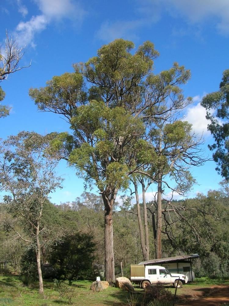 Eucalyptus marginata Eucalyptus Marginata Jarrah Garden Geek