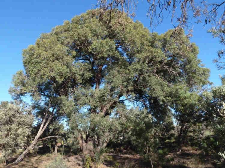 Eucalyptus marginata Eucalyptus marginataFriends of Queens Park Bushland Friends of