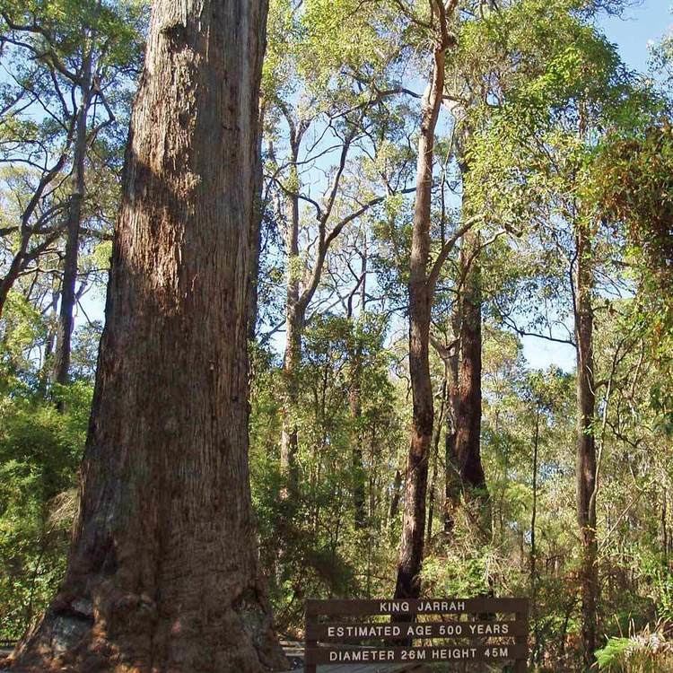 Eucalyptus marginata Australian Seed EUCALYPTUS marginata