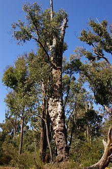 Eucalyptus marginata httpsuploadwikimediaorgwikipediacommonsthu