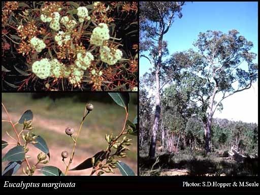 Eucalyptus marginata Eucalyptus marginata Sm FloraBase Flora of Western Australia