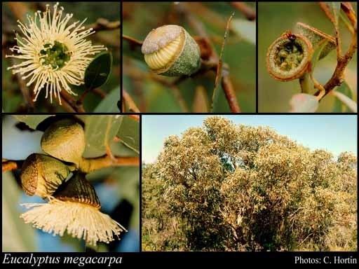 Eucalyptus megacarpa httpsflorabasedpawwagovausciencetimage57