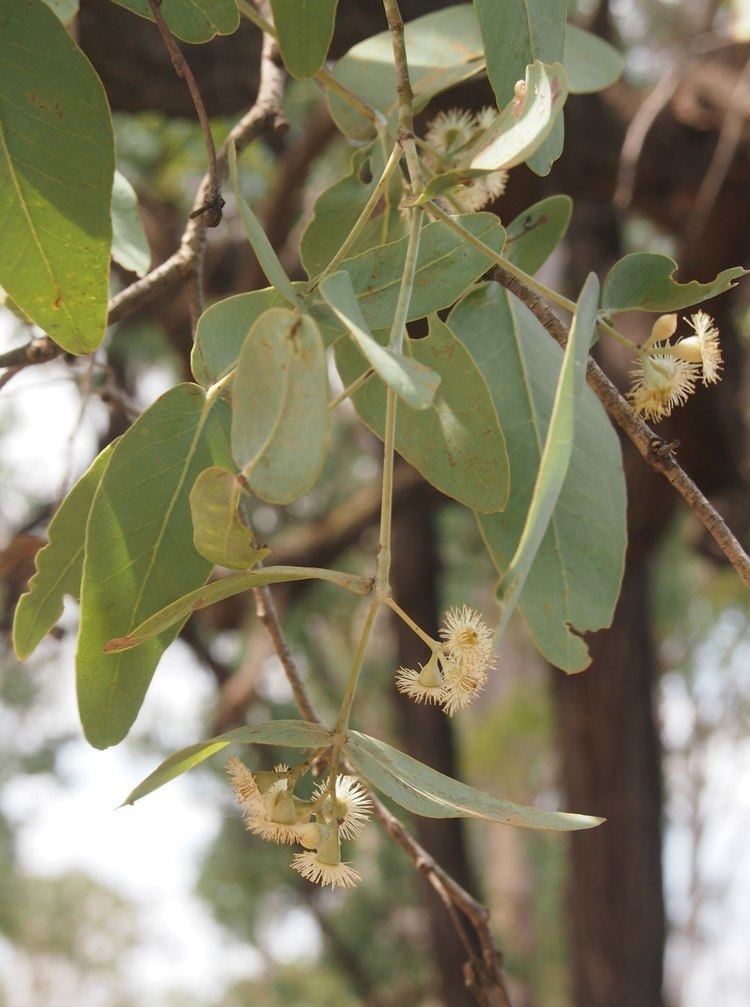 Eucalyptus melanophloia FileEucalyptus melanophloia foliage and flowersjpg Wikimedia Commons