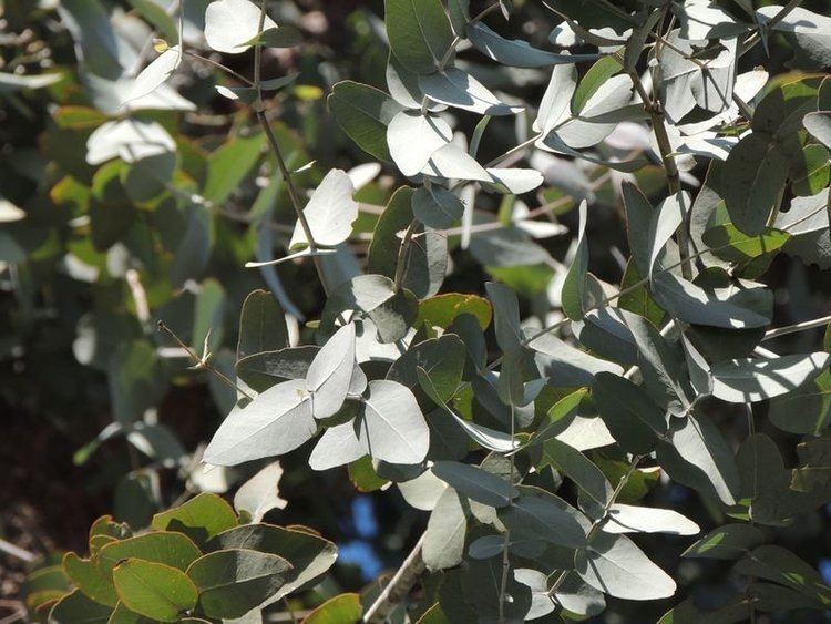 Eucalyptus melanophloia PlantFiles Pictures Silverleaved Ironbark Eucalyptus melanophloia