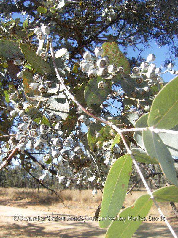 Eucalyptus melanophloia Eucalyptus melanophloia silverleaved ironbark Diversity Native Seeds