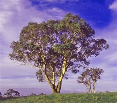 Eucalyptus melliodora wwwflorabankorgaulucidkeyspecies20navigator