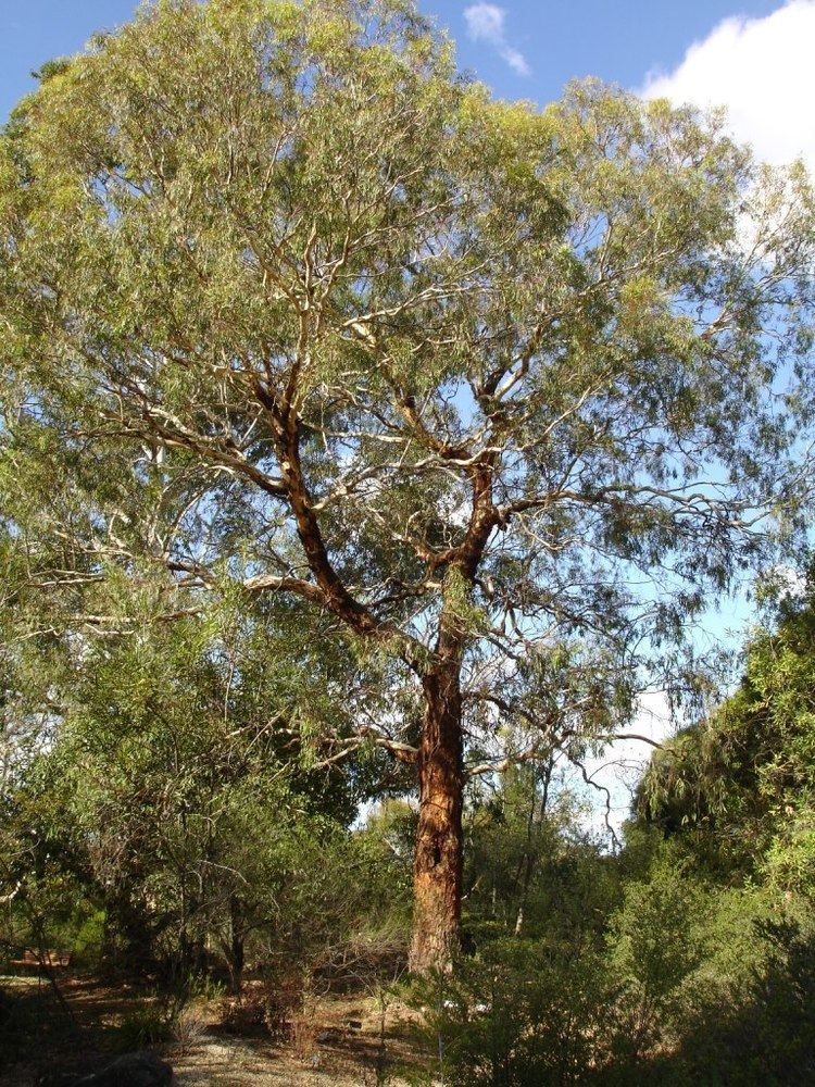 Eucalyptus melliodora FileEucalyptus melliodora 2jpg Wikipedia