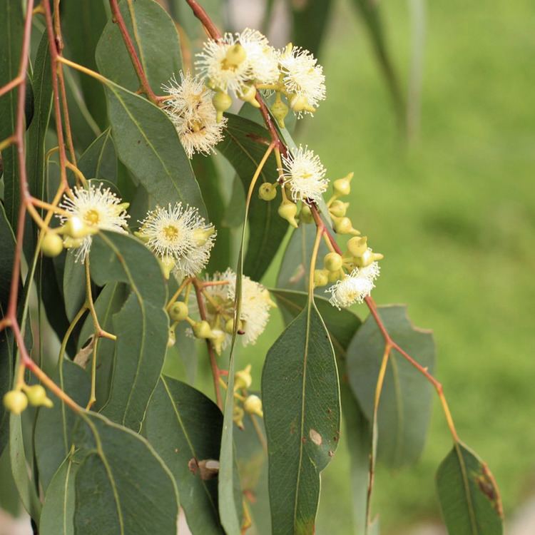 Eucalyptus melliodora Australian Seed EUCALYPTUS melliodora