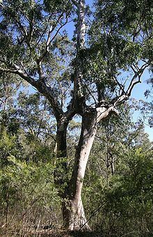 Eucalyptus michaeliana httpsuploadwikimediaorgwikipediacommonsthu
