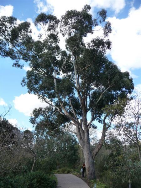 Eucalyptus microcarpa Tree Register National Register of Big Trees