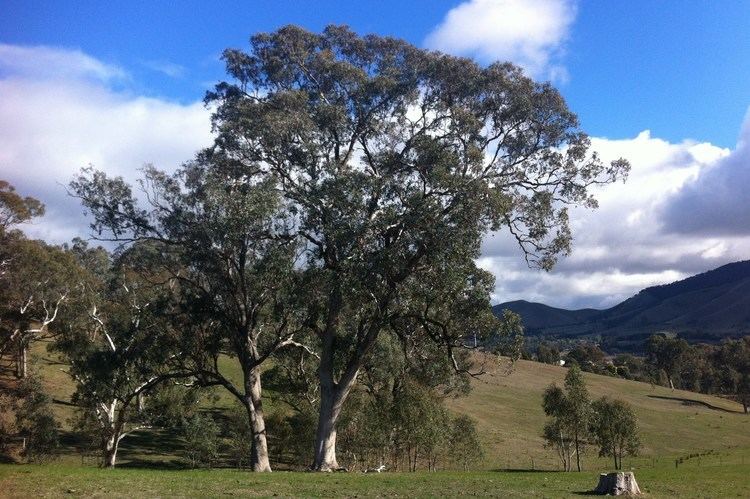 Eucalyptus microcarpa wtlandcareorgwpcontentuploads201601Eucalypt