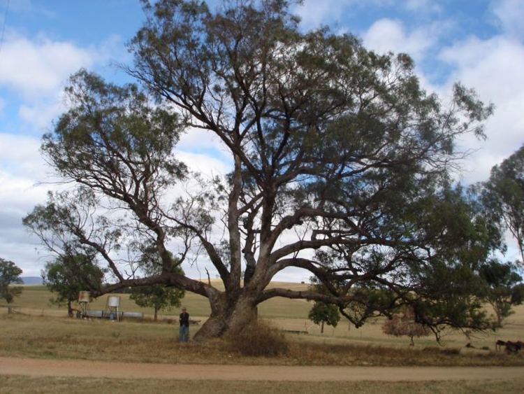 Eucalyptus microcarpa Tree Register National Register of Big Trees
