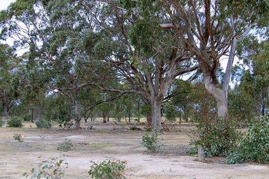Eucalyptus microcarpa Eucalyptus microcarpa buy online grey box seedling tree ERA