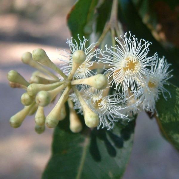 Eucalyptus microcorys Eucalyptus microcorys Noosa39s Native Plants