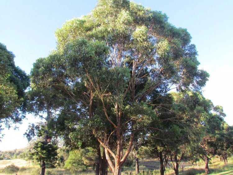 Eucalyptus microcorys Eucalyptus microcorys Tallow Wood Plant Photos amp Information