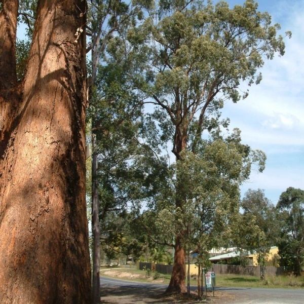 Eucalyptus microcorys Eucalyptus microcorys Noosa39s Native Plants
