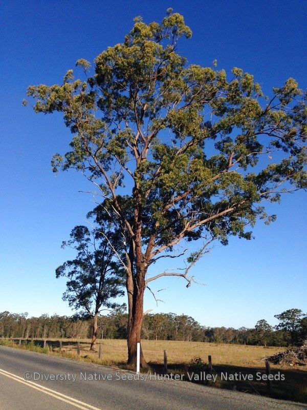 Eucalyptus microcorys Eucalyptus microcorys tallowwood Diversity Native Seeds