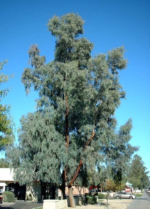 Eucalyptus microtheca eucalyptusmicrothecajpg