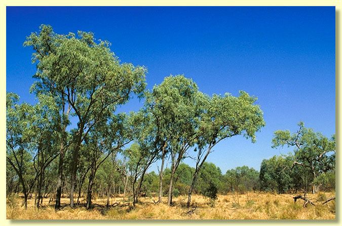 Eucalyptus microtheca Factsheet Eucalyptus microtheca