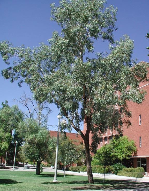 Eucalyptus microtheca Find Trees amp Learn University of Arizona Campus Arboretum