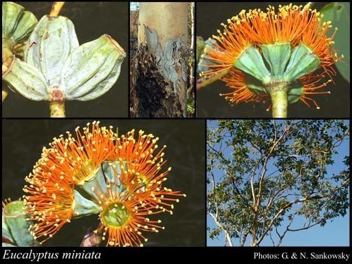 Eucalyptus miniata Eucalyptus miniata Schauer FloraBase Flora of Western Australia