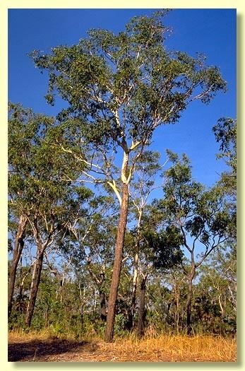 Eucalyptus miniata httpswwwanbggovaucpbrcdkeyseuclid3eucli