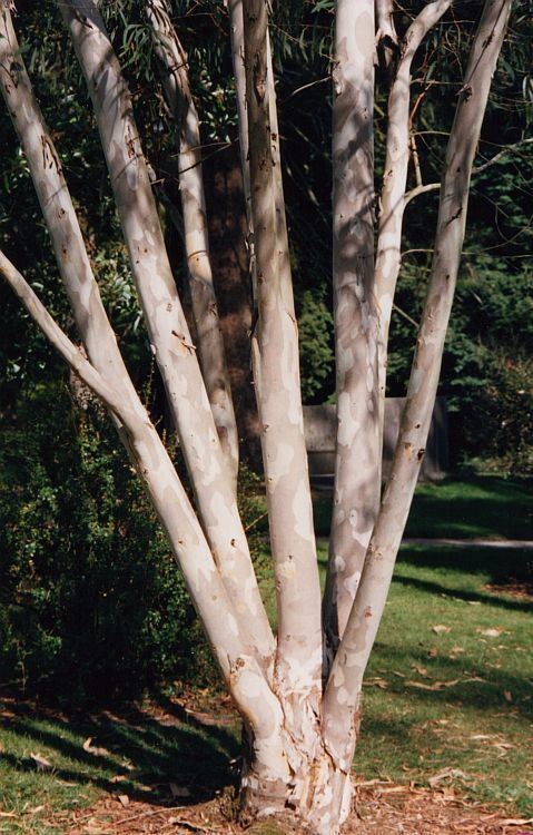 Eucalyptus mitchelliana Eucalyptus mitchelliana