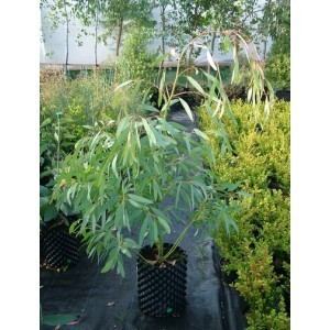 Eucalyptus mitchelliana graftonnurserycoukthepottingshed161largeeuc