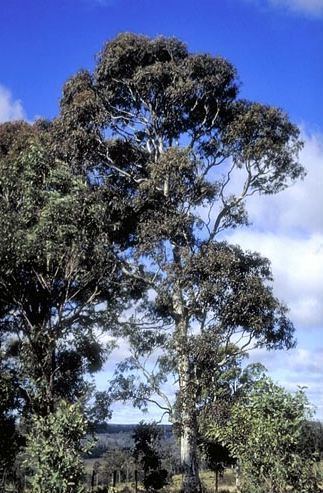 Eucalyptus mitchelliana Eucalyptus mitchelliana Mount Buffalo Gum Online Tree Nursery UK