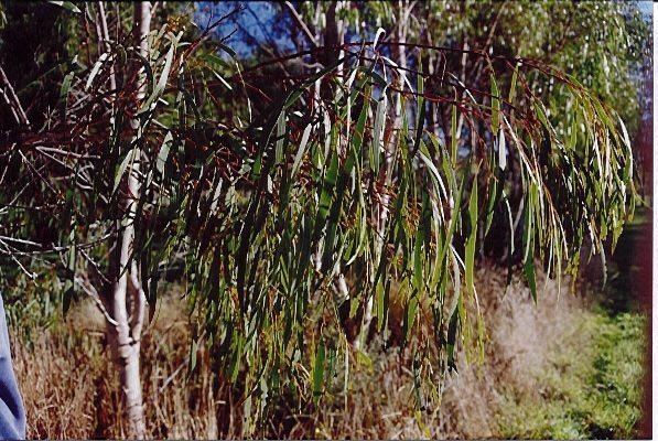 Eucalyptus mitchelliana Eucalyptus Trees E O Milligan Seeds Milligan Seeds