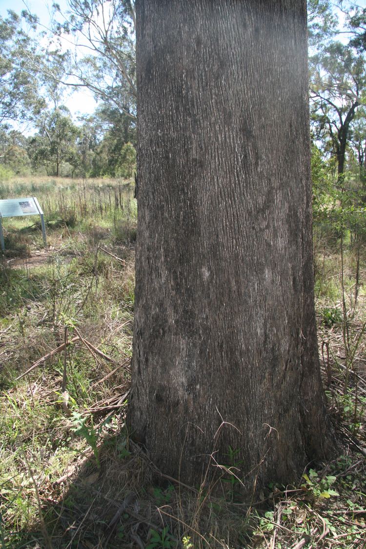 Eucalyptus moluccana FileEucalyptus moluccana mtannan4jpg Wikimedia Commons