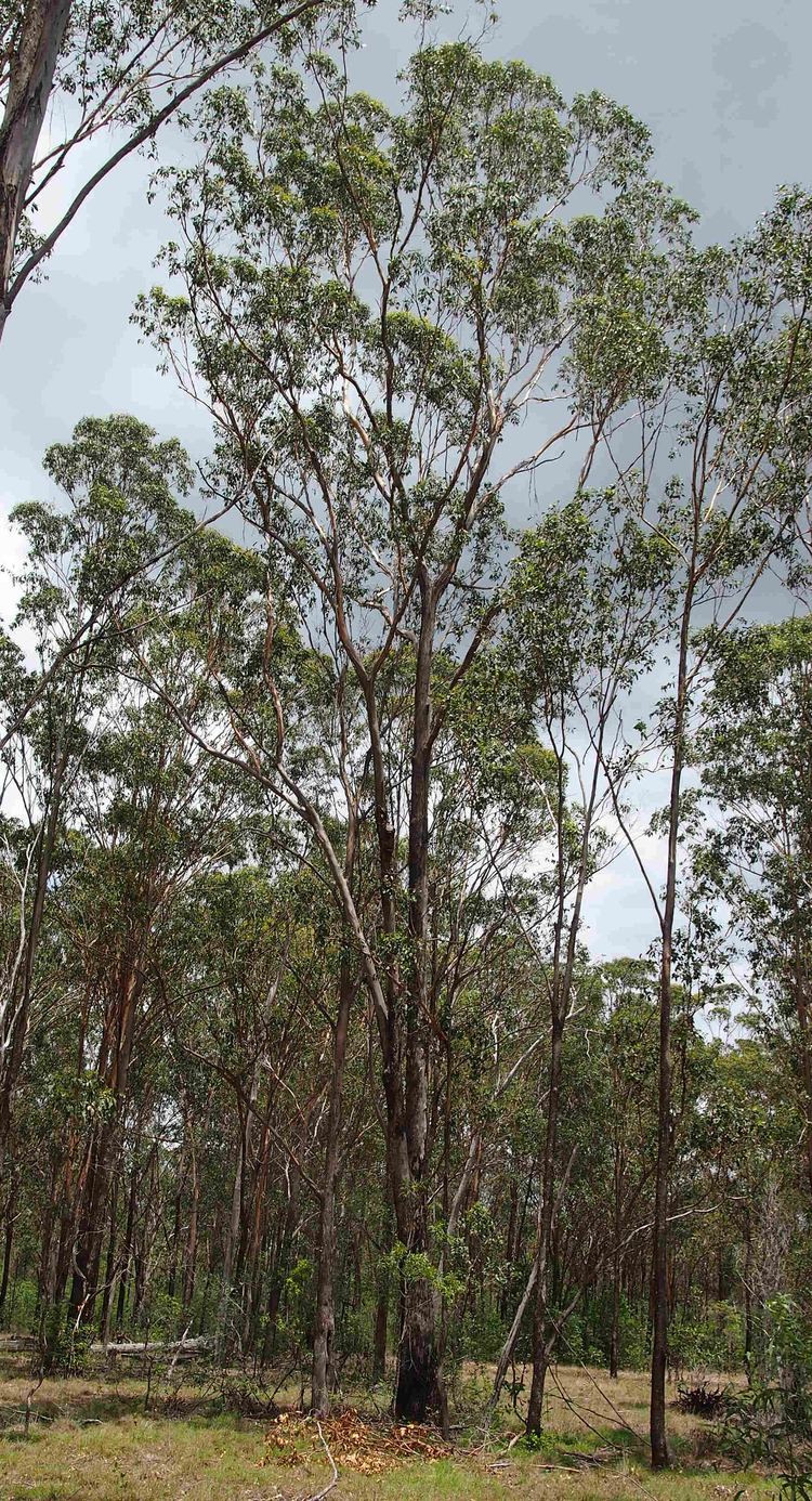 Eucalyptus moluccana FileEucalyptus moluccana habitjpg Wikimedia Commons