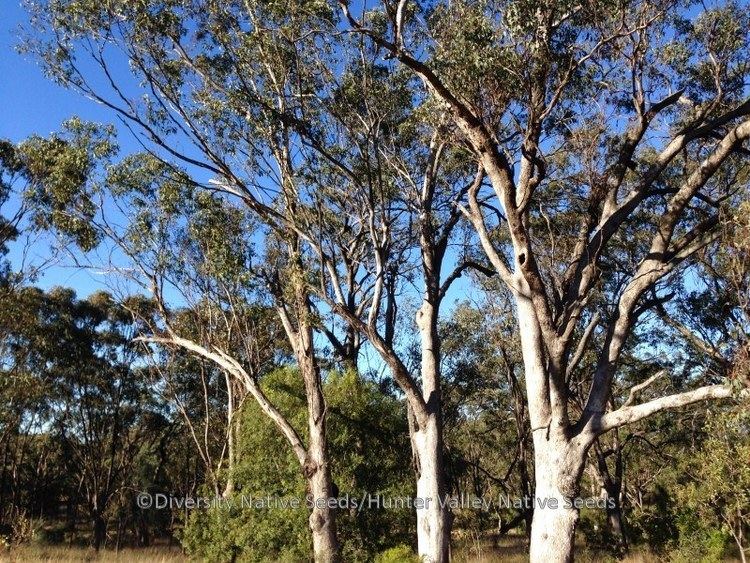Eucalyptus moluccana Eucalyptus moluccana gumtopped box Diversity Native Seeds