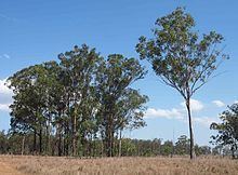 Eucalyptus moluccana Eucalyptus moluccana Wikipedia